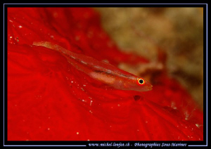 Little Goby on a Red Sponge in the beautiful waters of th... by Michel Lonfat 